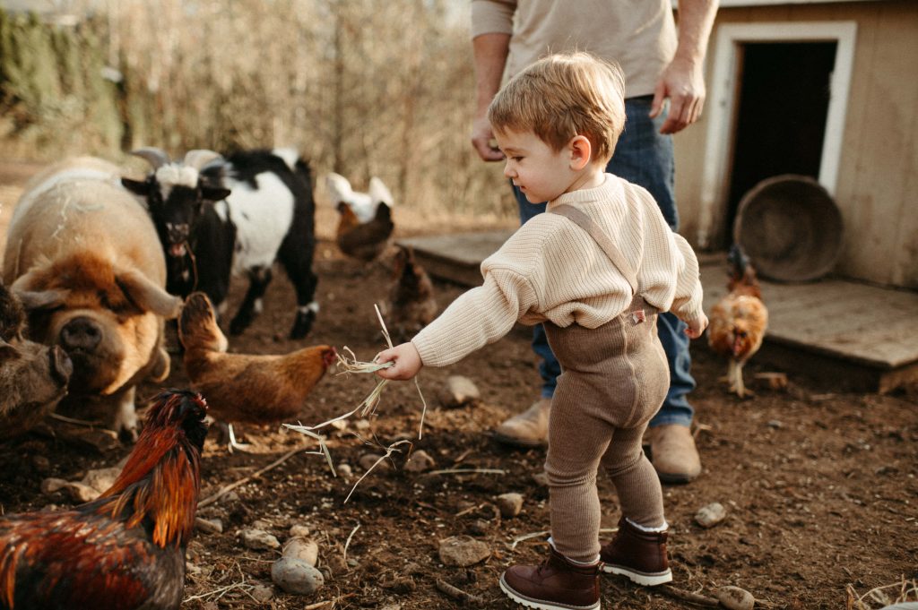 little boy feeding animals